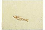 Fossil Fish (Knightia) - Wyoming #210021-1